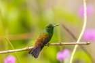 Caribbean-Trinidad-Asa Wright Nature Center Copper-rumped hummingbird on limb Art Print